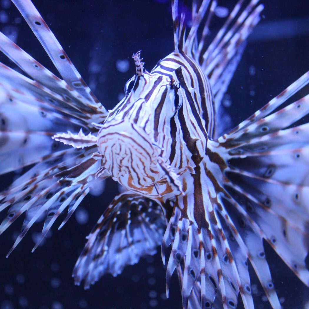 Blue Zoo Aquarium Baton Rouge 2