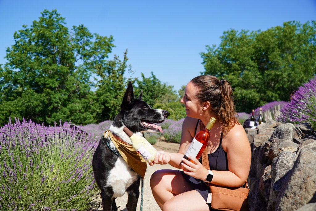 Dog Day Celebration