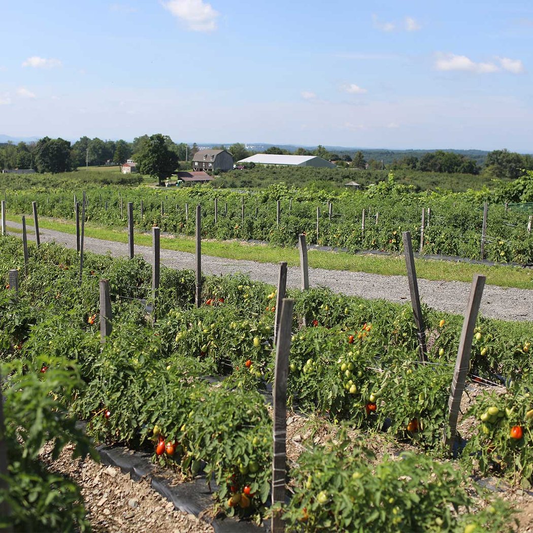 Lawrence Farms Orchards 2
