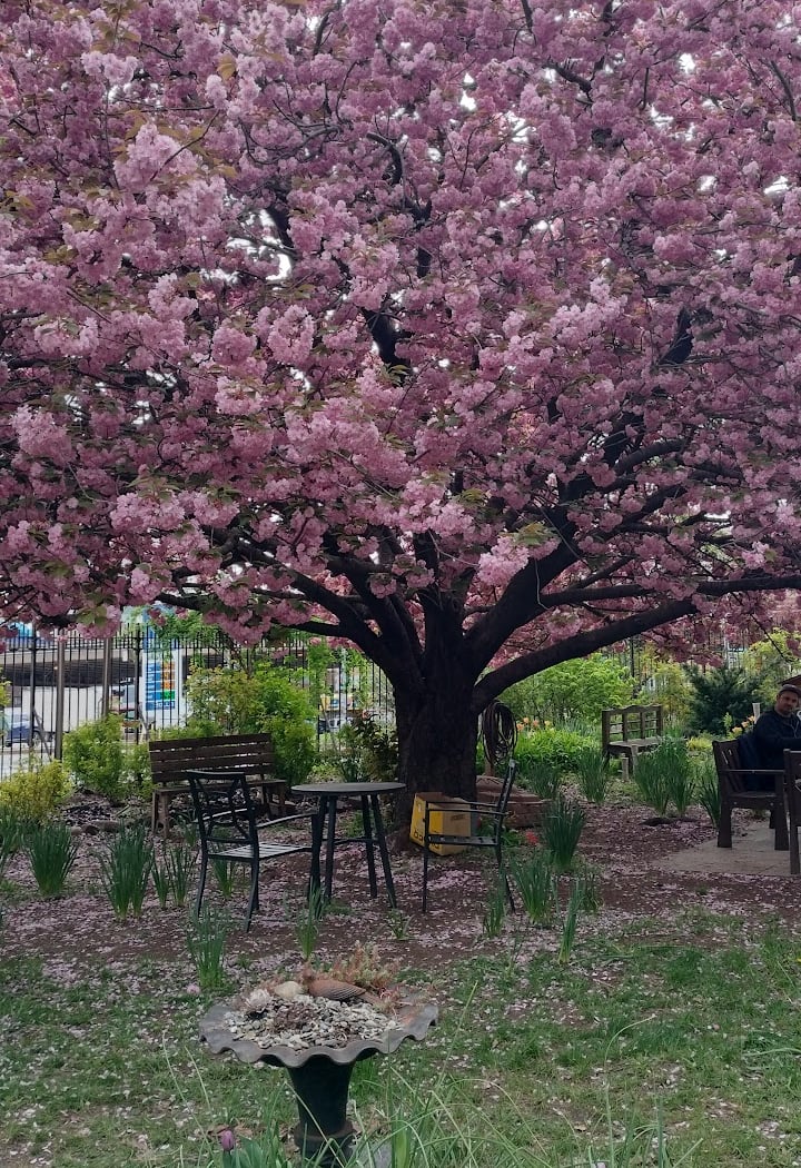 Lentol Garden 1