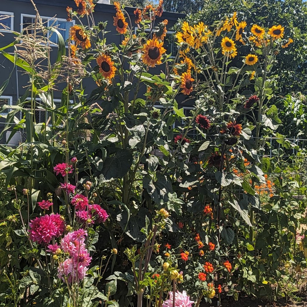 Hayward Community Gardens 1
