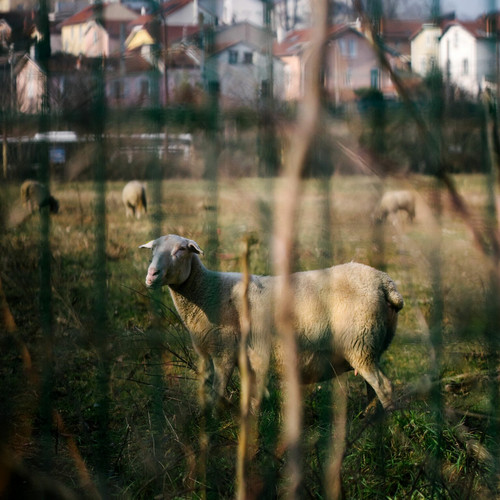 Nature sauvage en ville 1