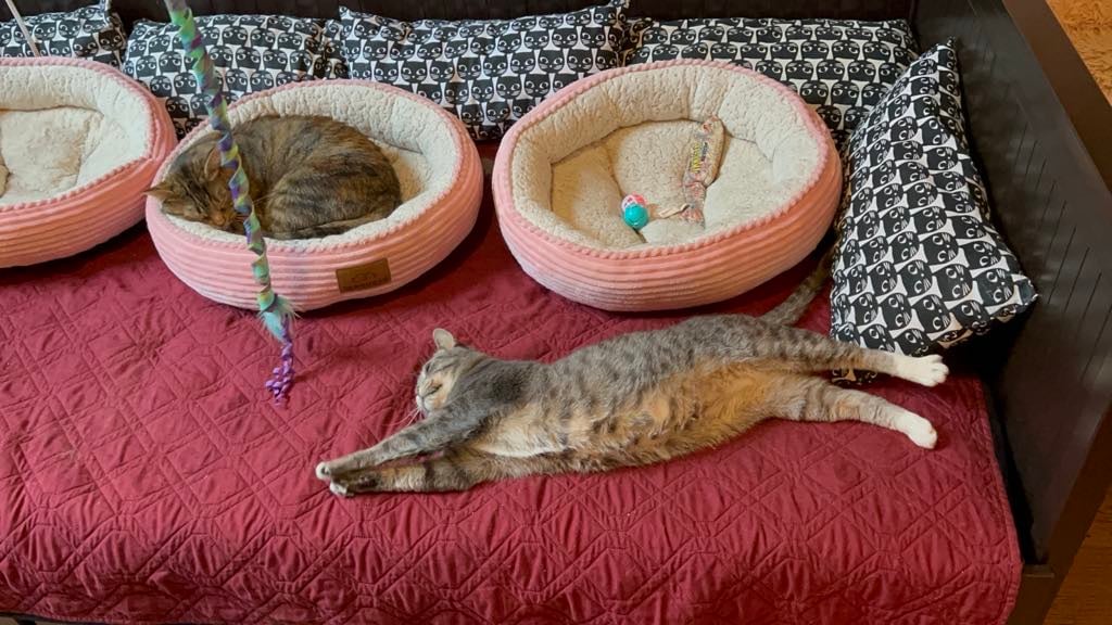 Cat Yoga 3