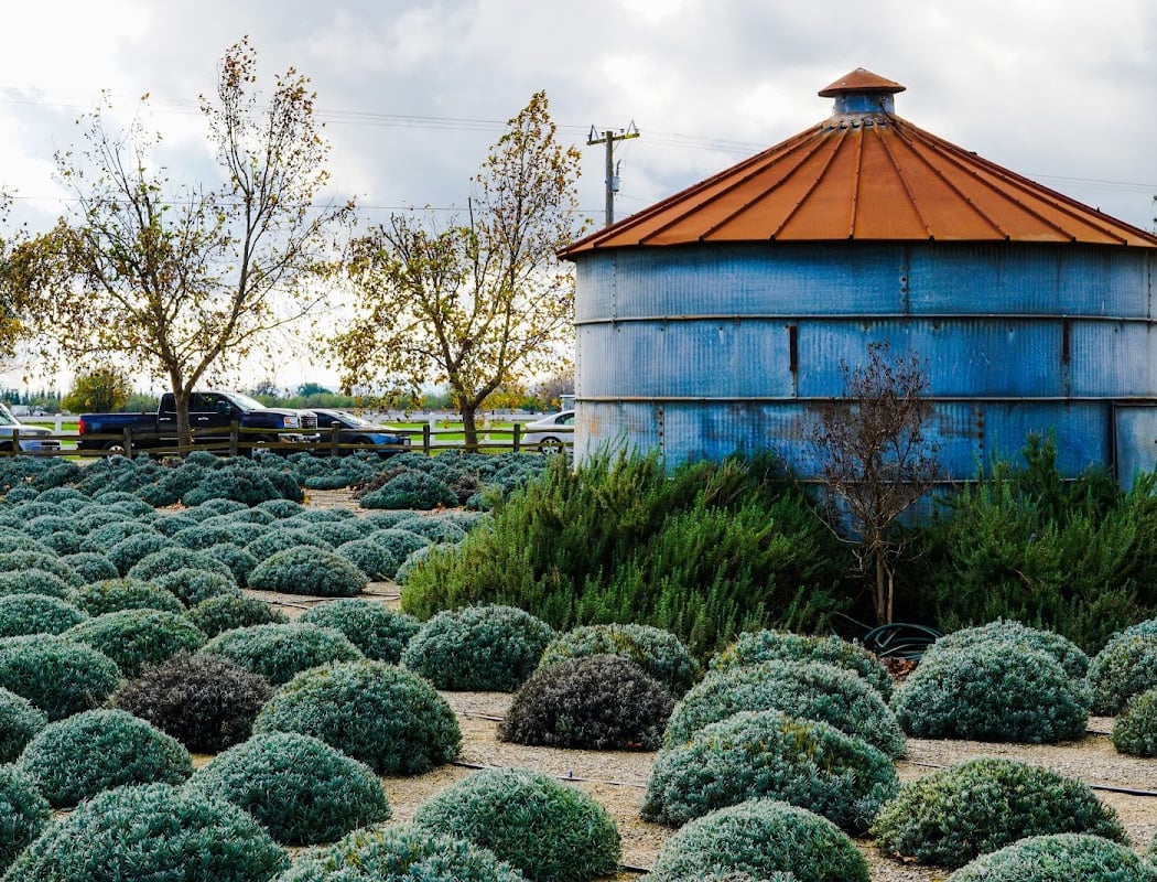 Pageo Lavender Farm 2