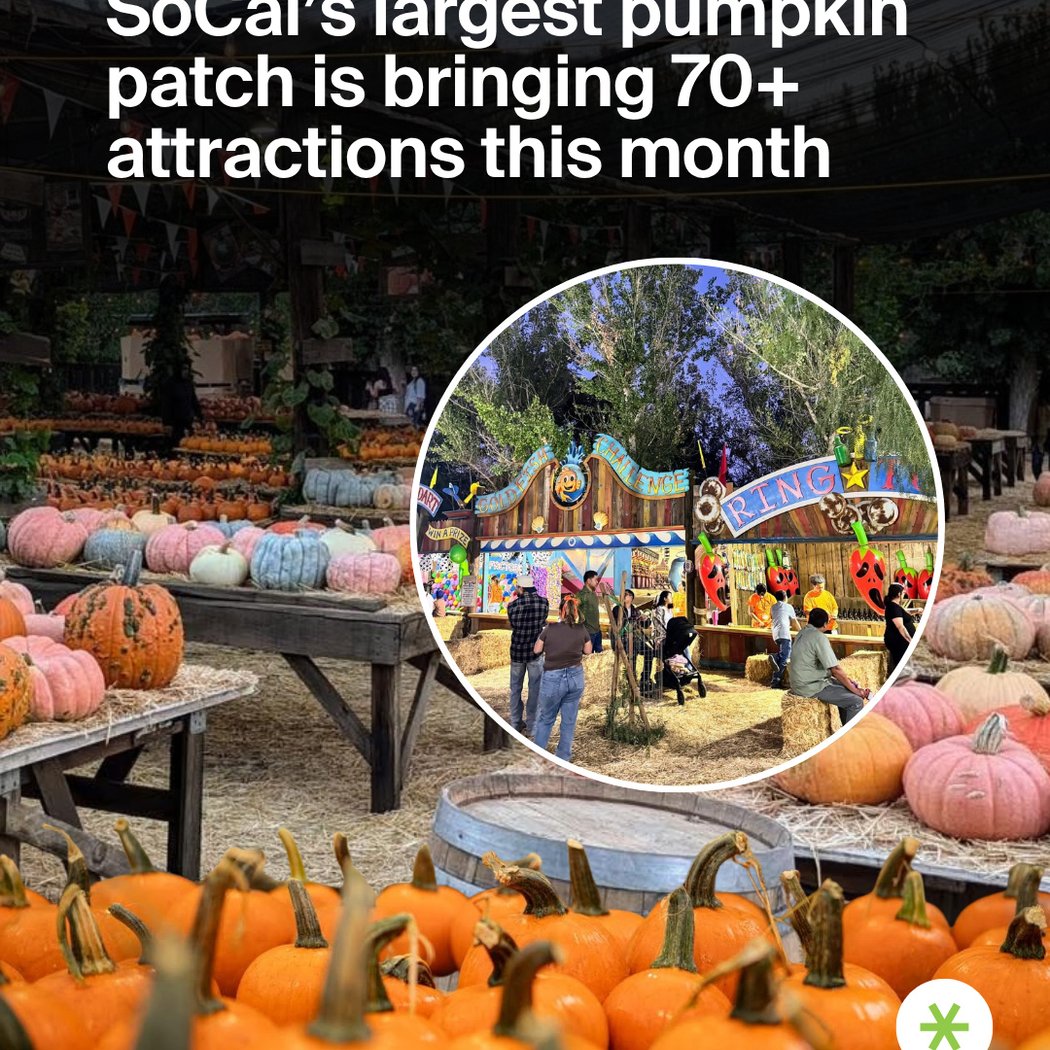 Pumpkin Patch 3