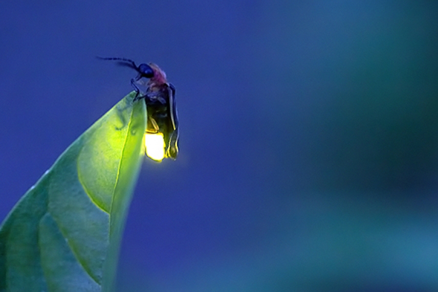 Duke Farms After Dark: Fireflies 3