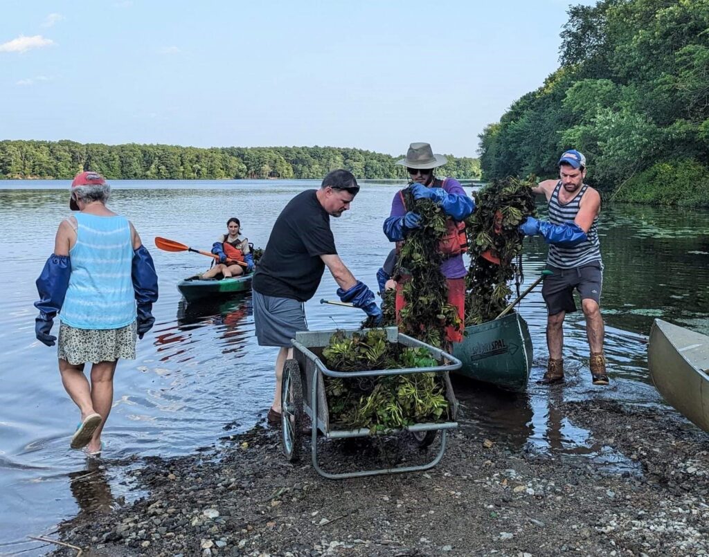 Water Chestnut Pull in Chicopee 1