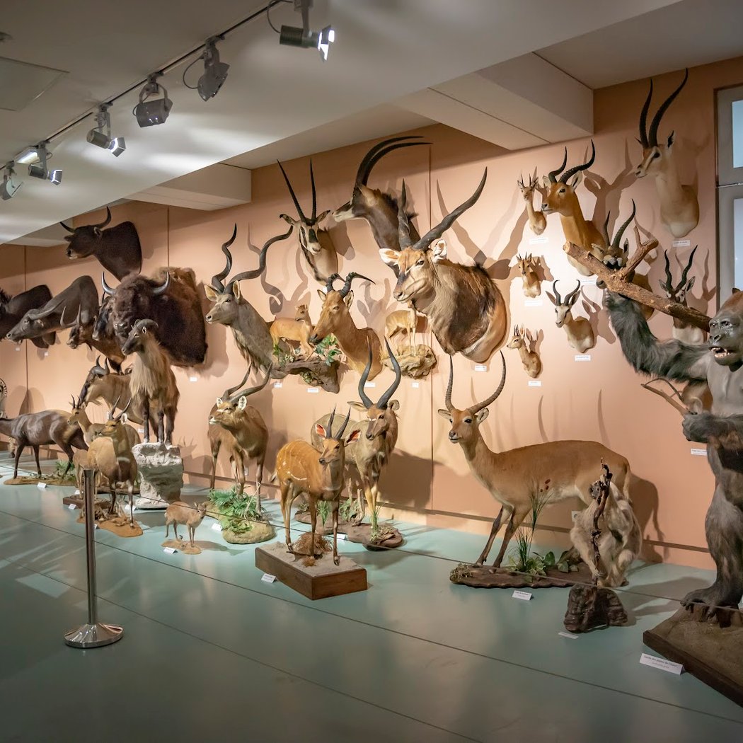 Museum of Natural History of Tours 2