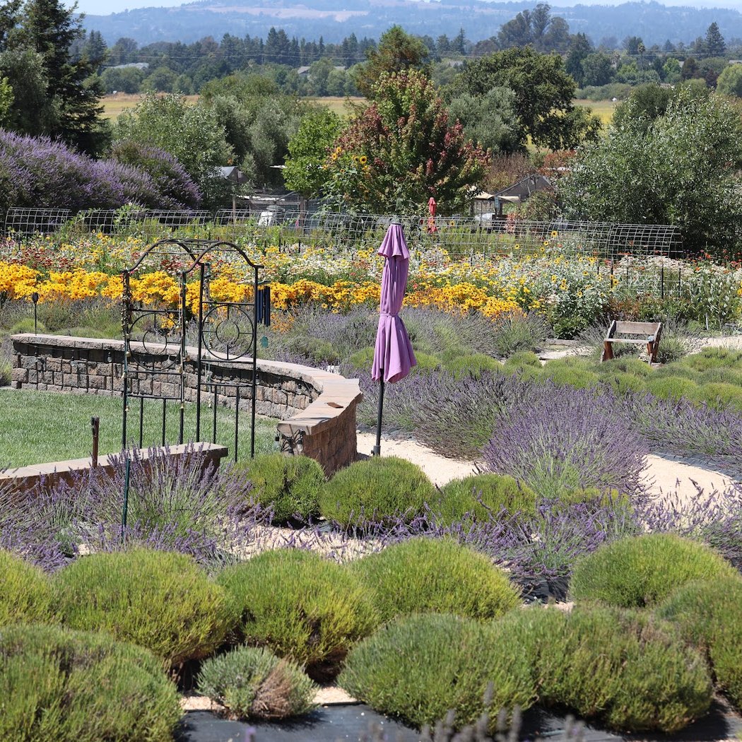 Lavender Bloom Evening 3