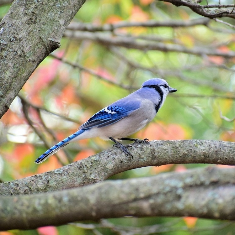 Sunday Morning Bird Walk 2