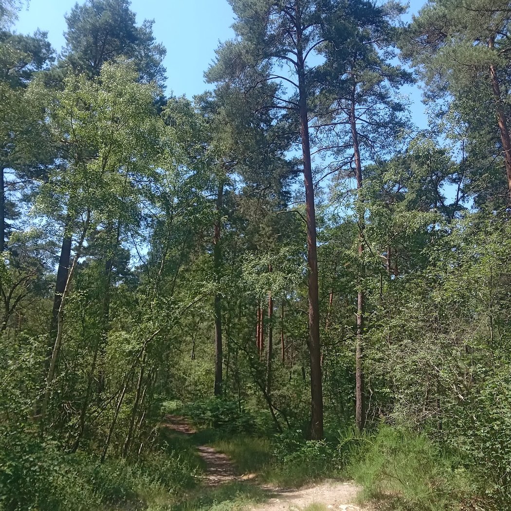 Ermenonville Forest 3