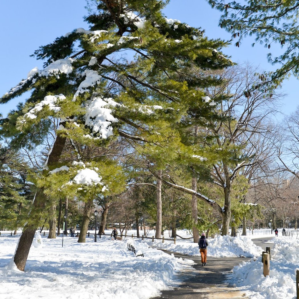 Winter Forest Walk 3