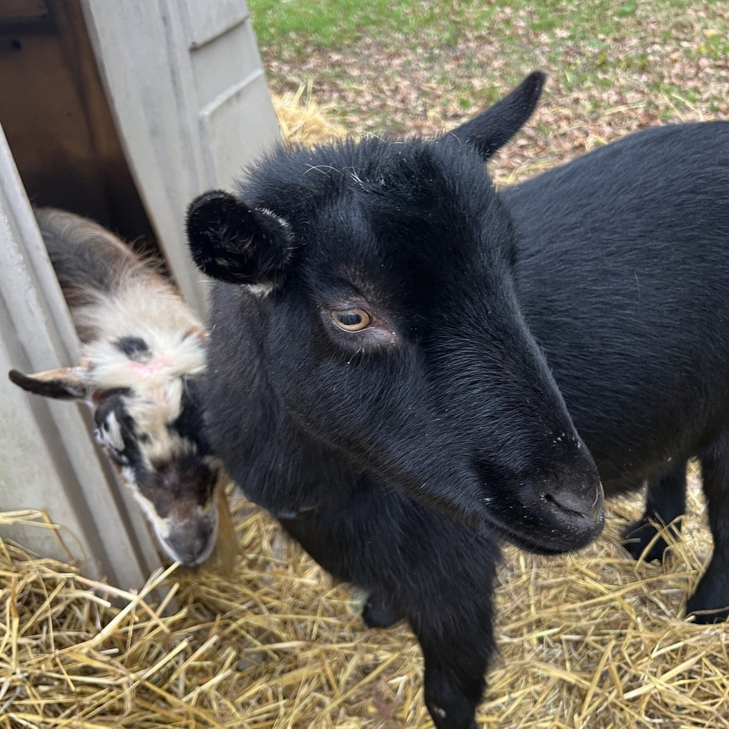 Meet Our Animals: Delightfully Diminutive Dwarf Goats 1