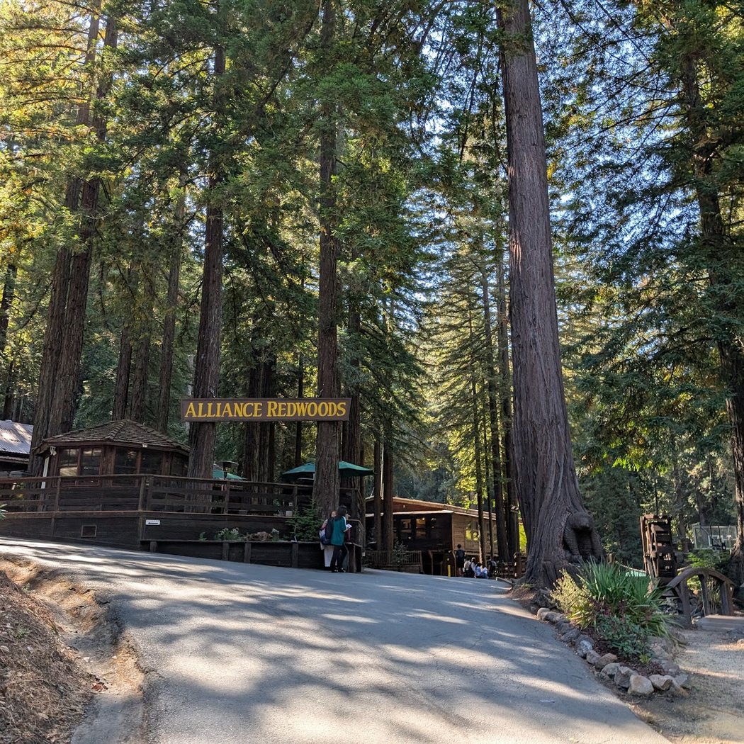 Christmas in the Redwoods 3