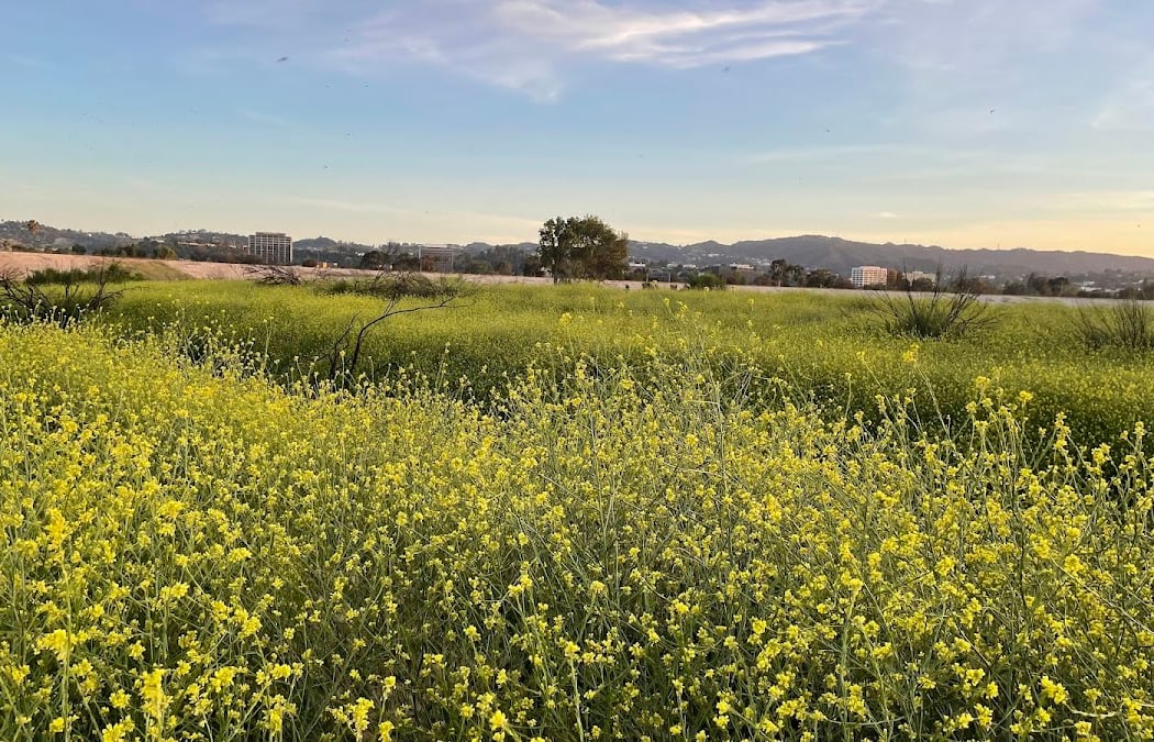 Sepulveda Basin Wildlife Reserve 3