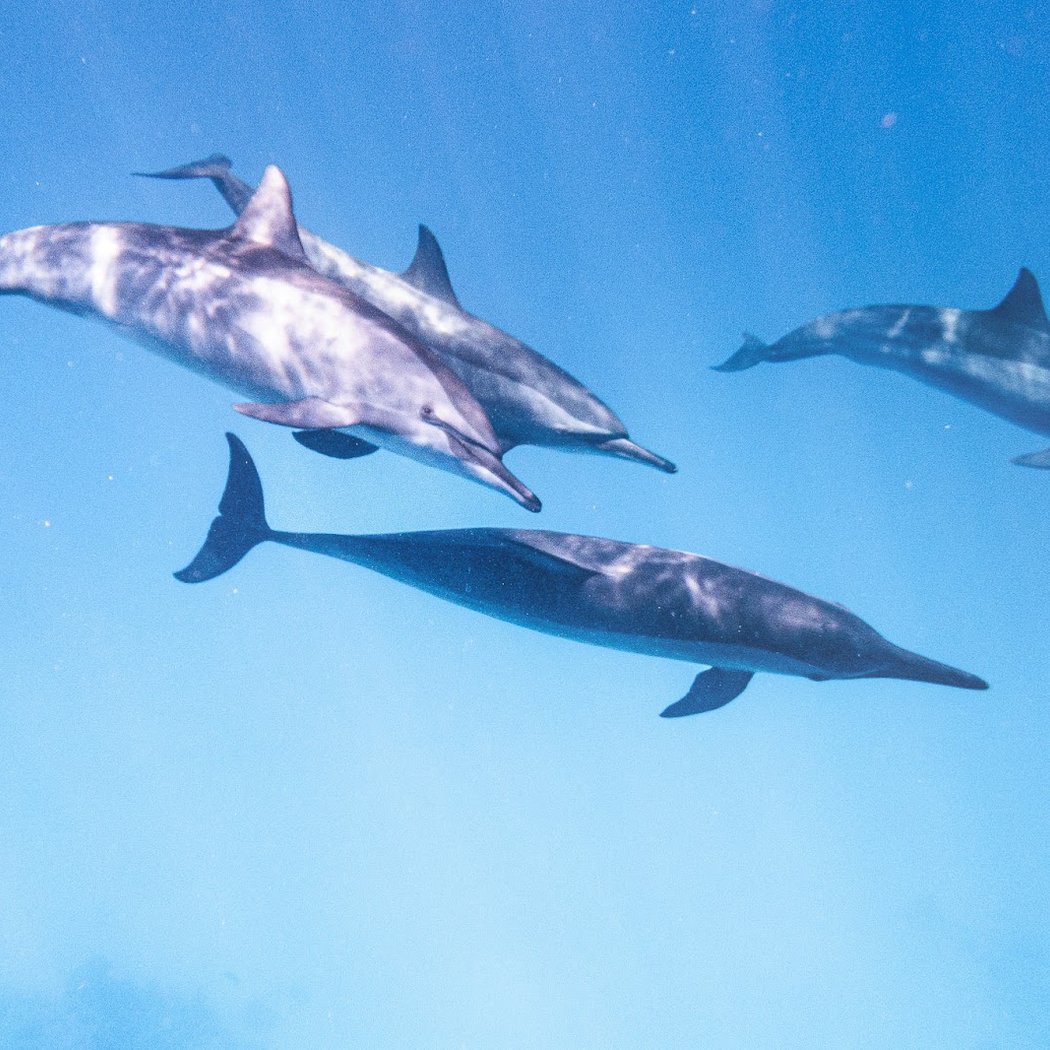 Dolphinesse 2