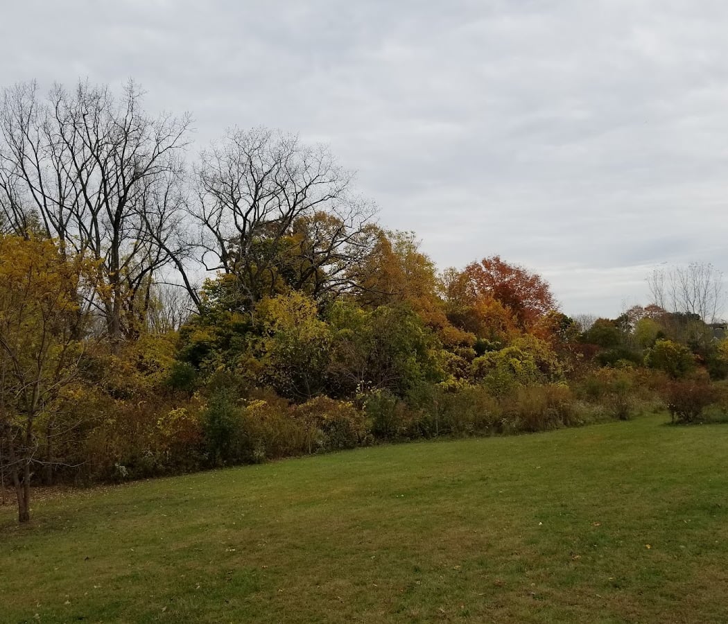 Fall Foliage Tree ID 3