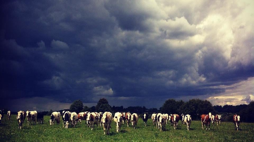 Ferme du Trèfle Blanc (GAEC) 2