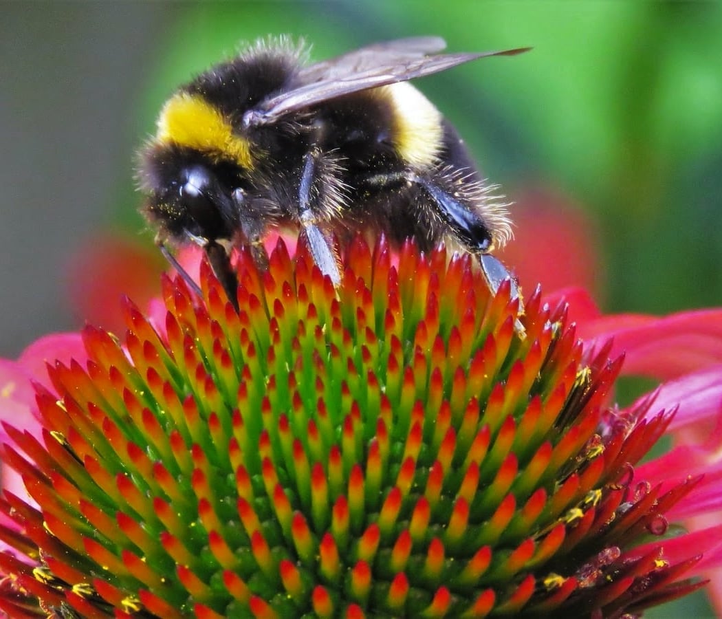 Native Plants & Pollinator Gardens 3