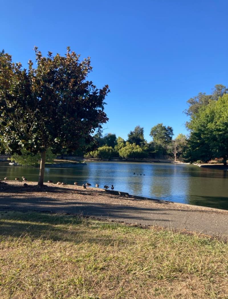 Magnolia Park 2