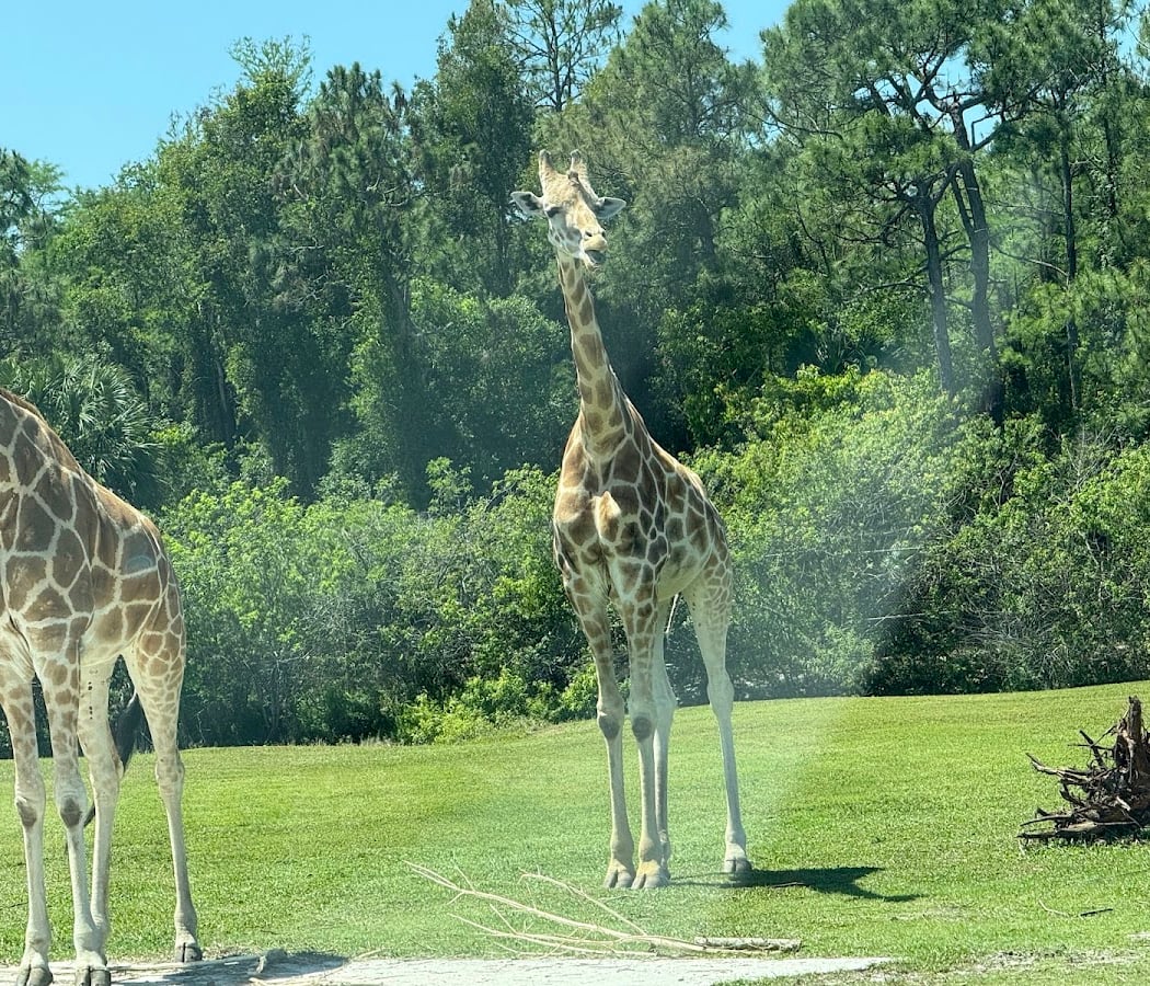 Lion Country Safari 2
