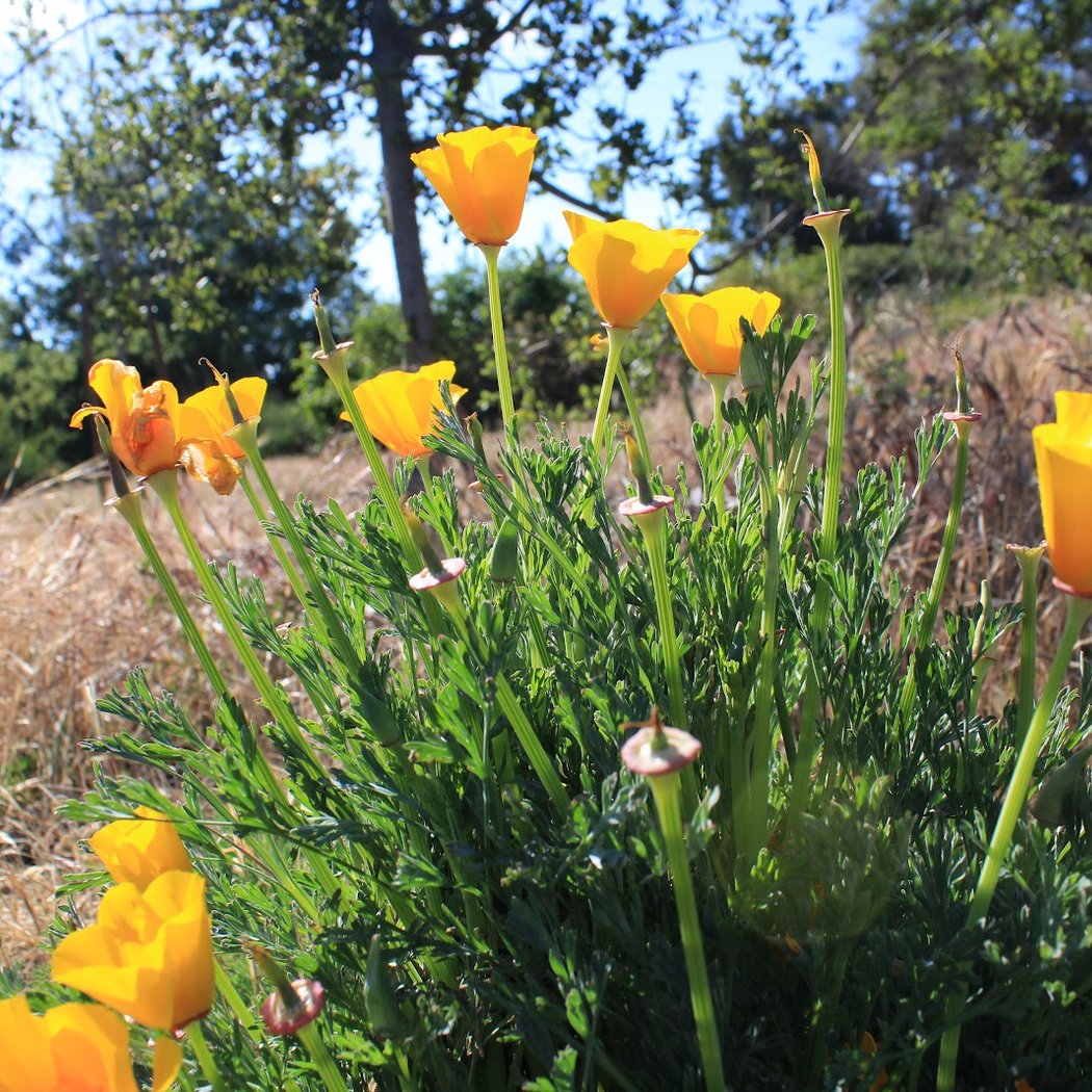 Stevens Creek Trail - Yuba Drive Trailhead 2