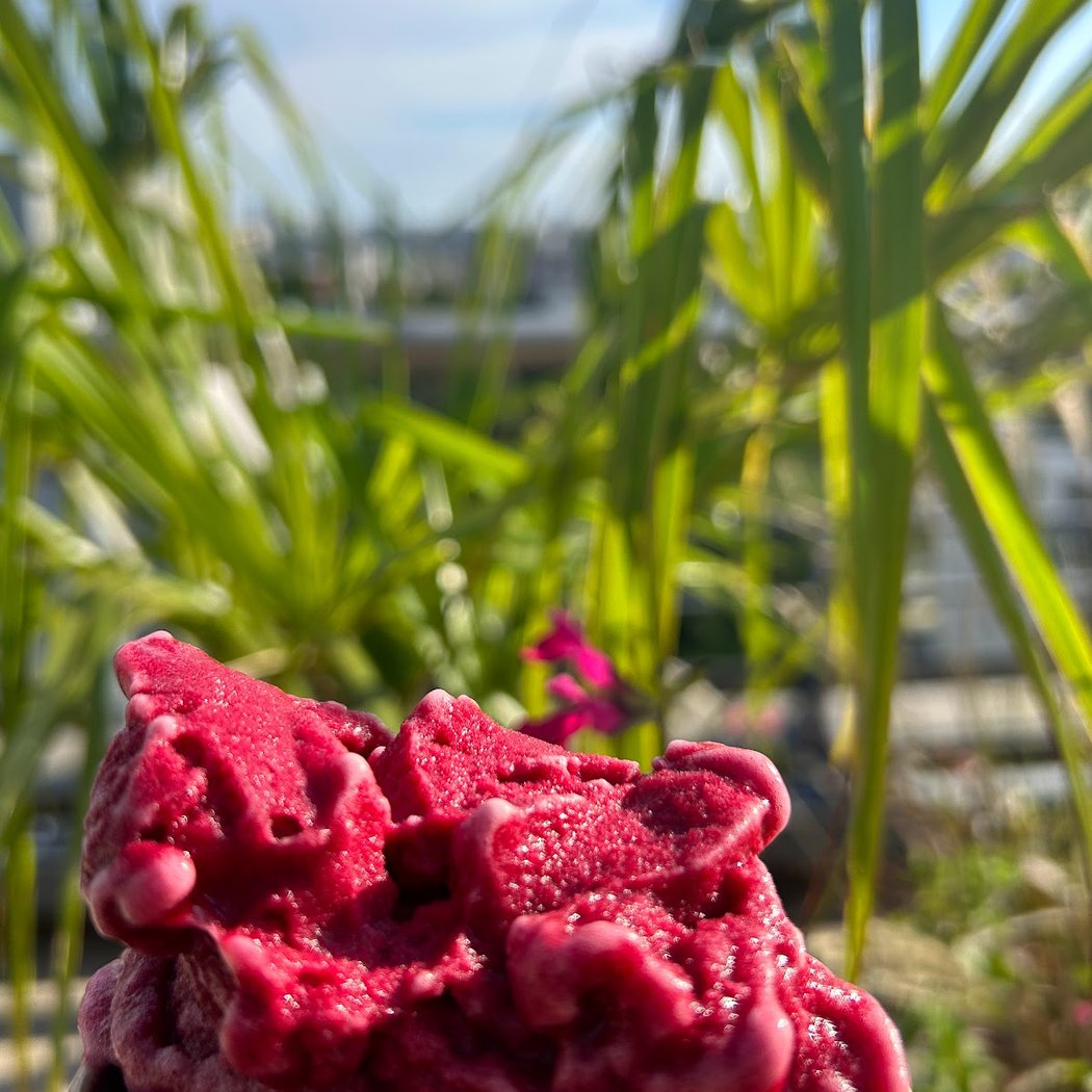 Sorbet Douceur 1
