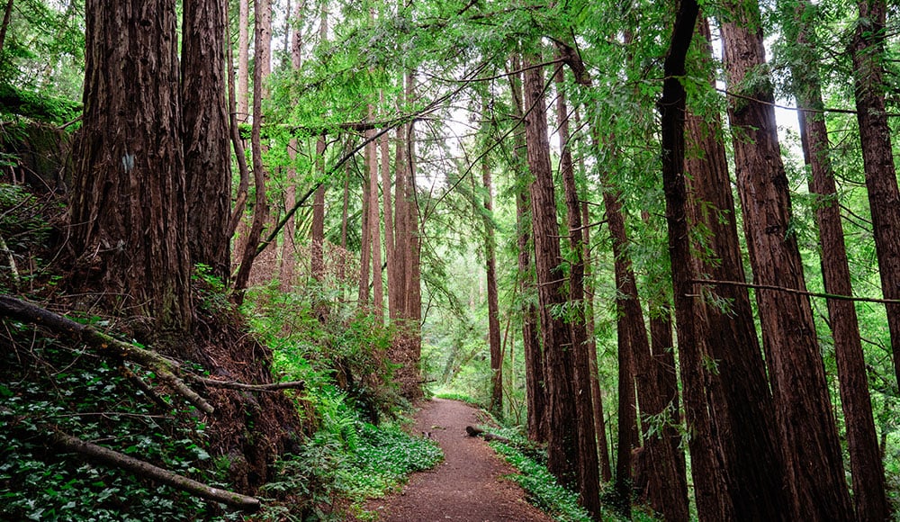 Nature Meditation Summer Walk 2