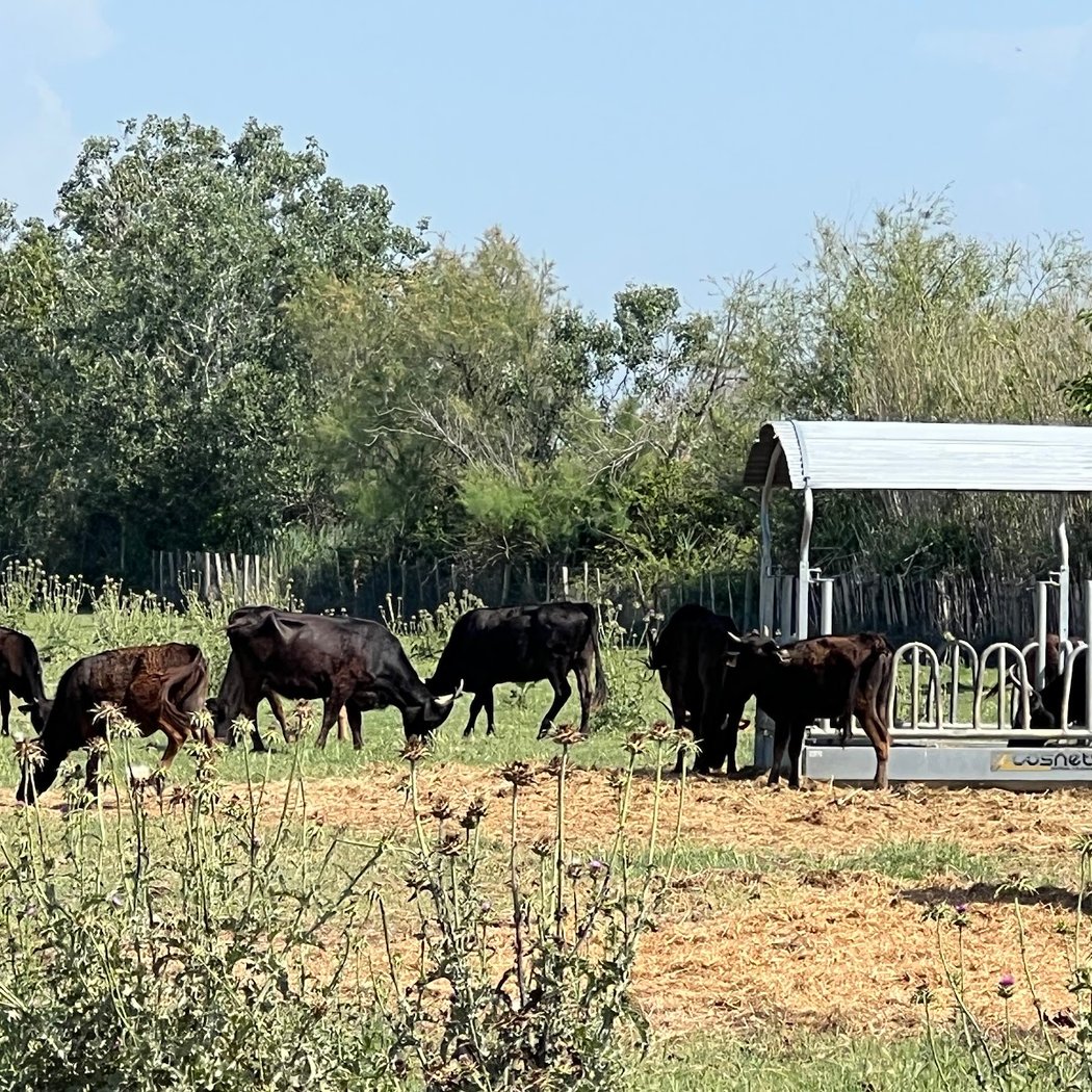 Camargue otherwise 4X4 safari 2