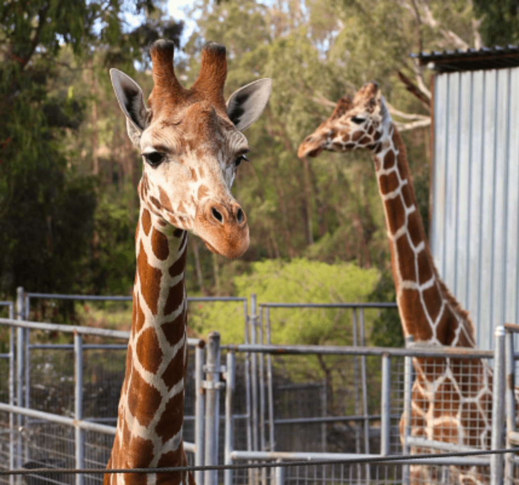 World Giraffe Day 2
