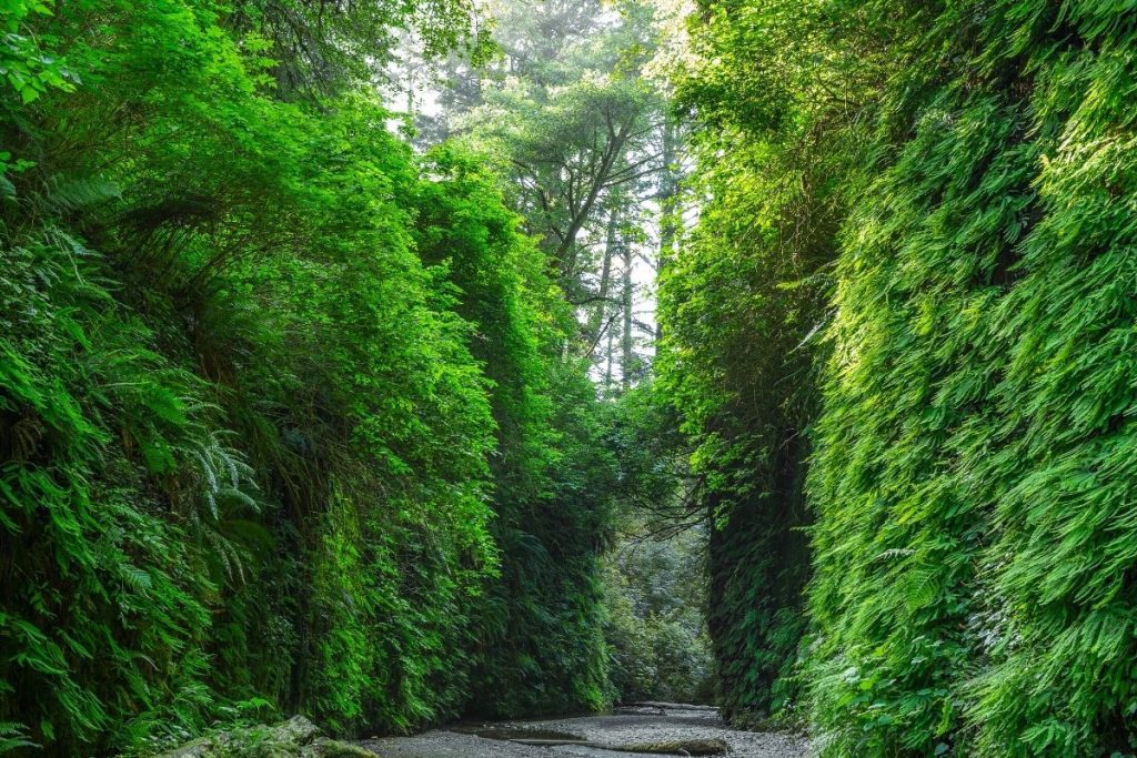 Fern Canyon 1