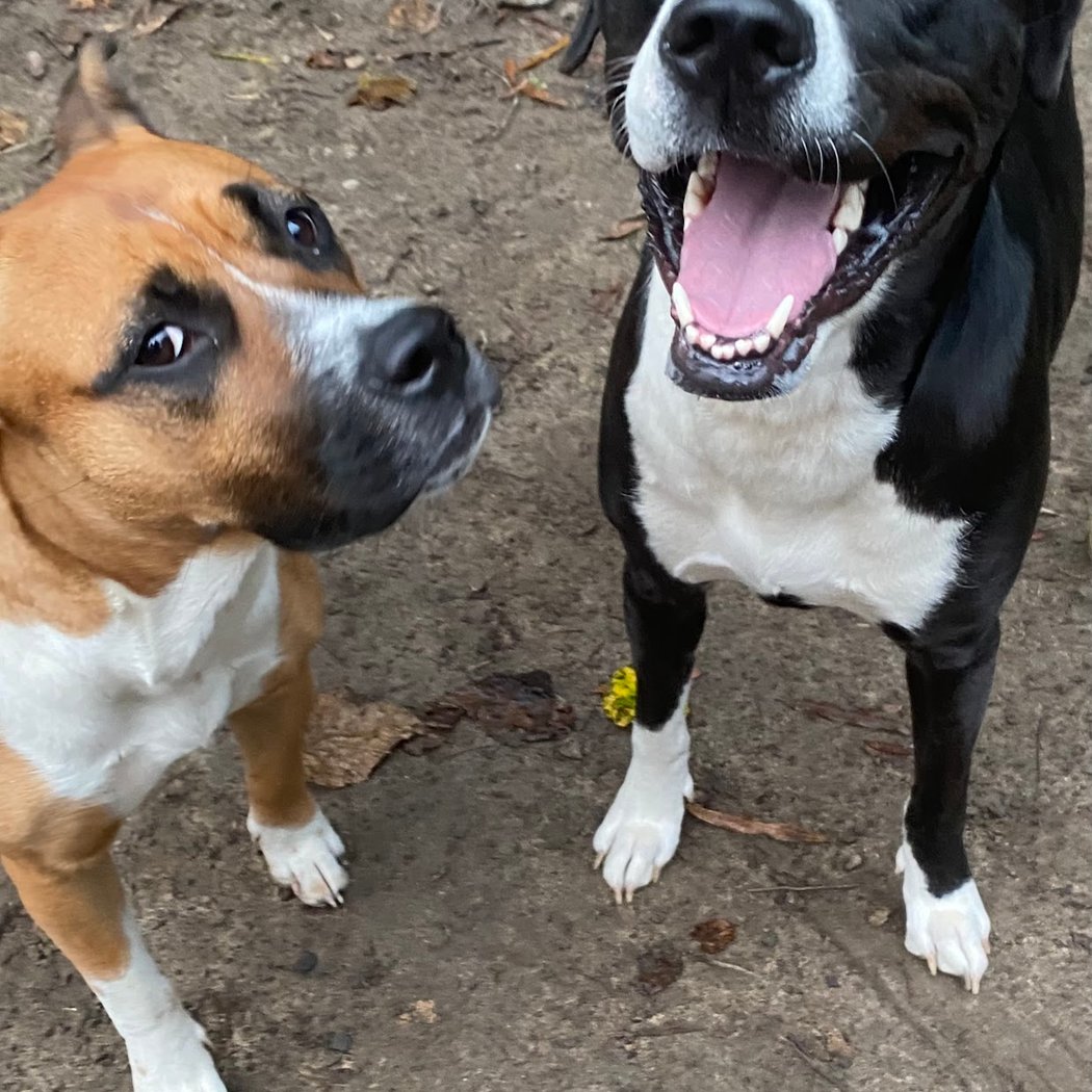 Spark-N-Bark Pet Sitting Services, LLC. 1