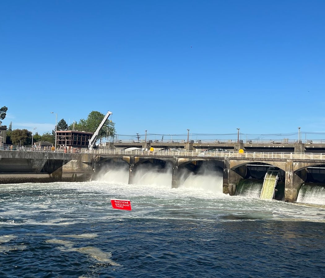 Salmon Viewing at the Ballard Locks 4