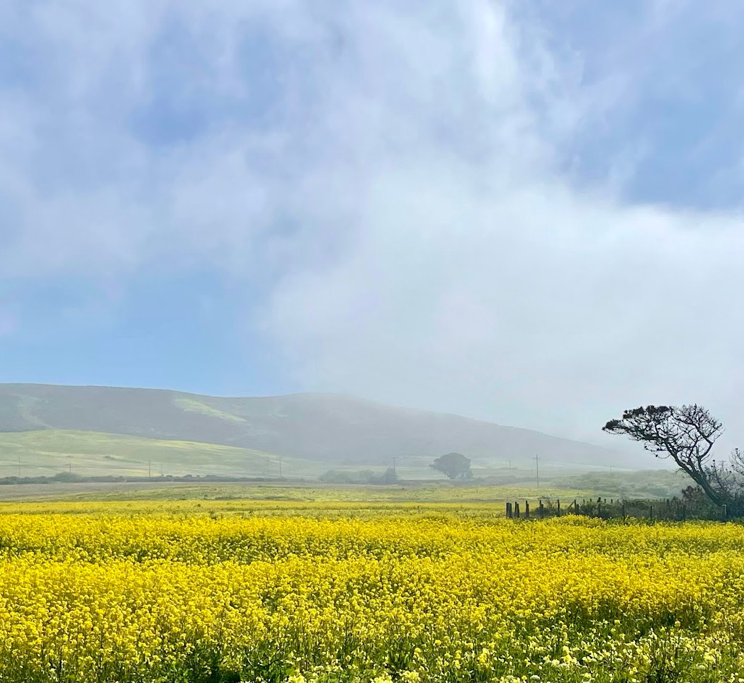 Wild Mustard Super Bloom 1