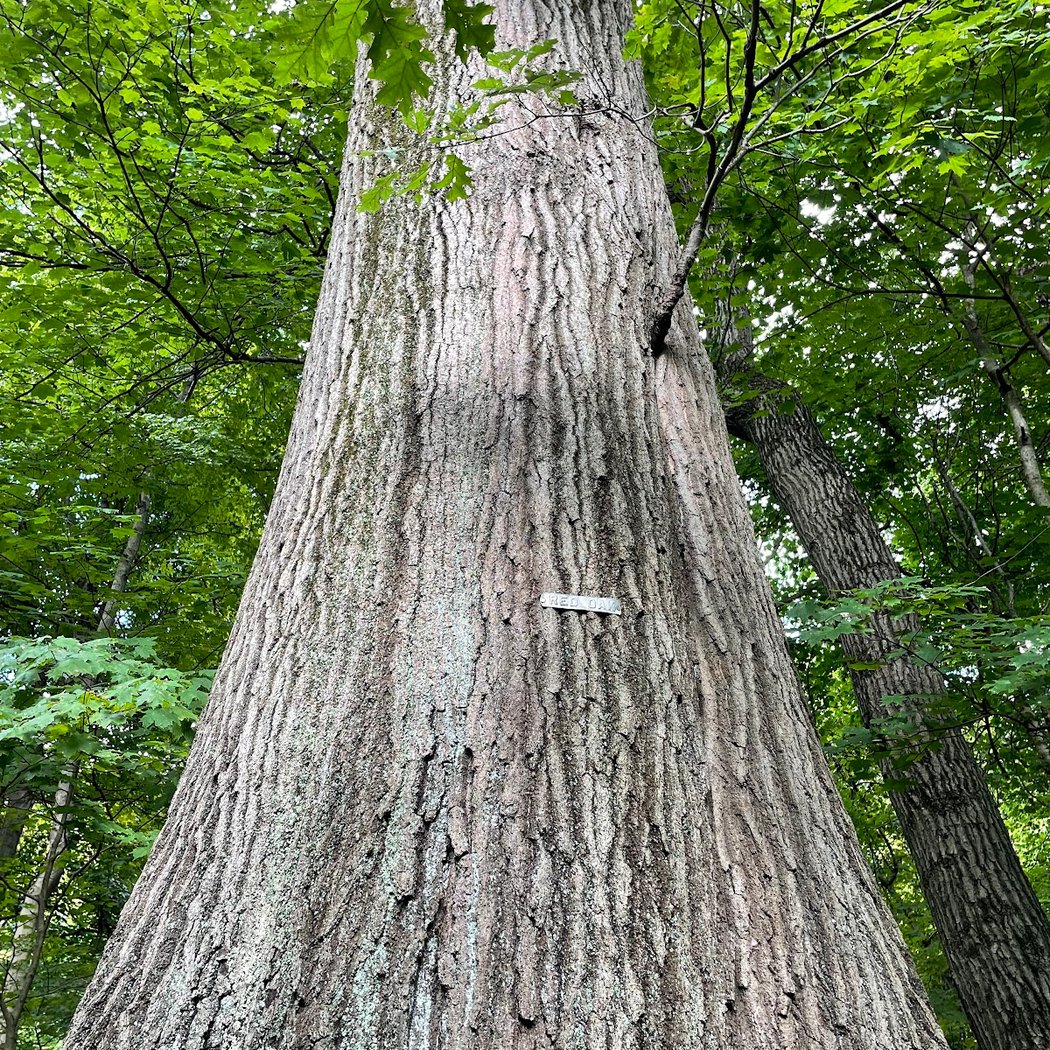 Core Arboretum 2