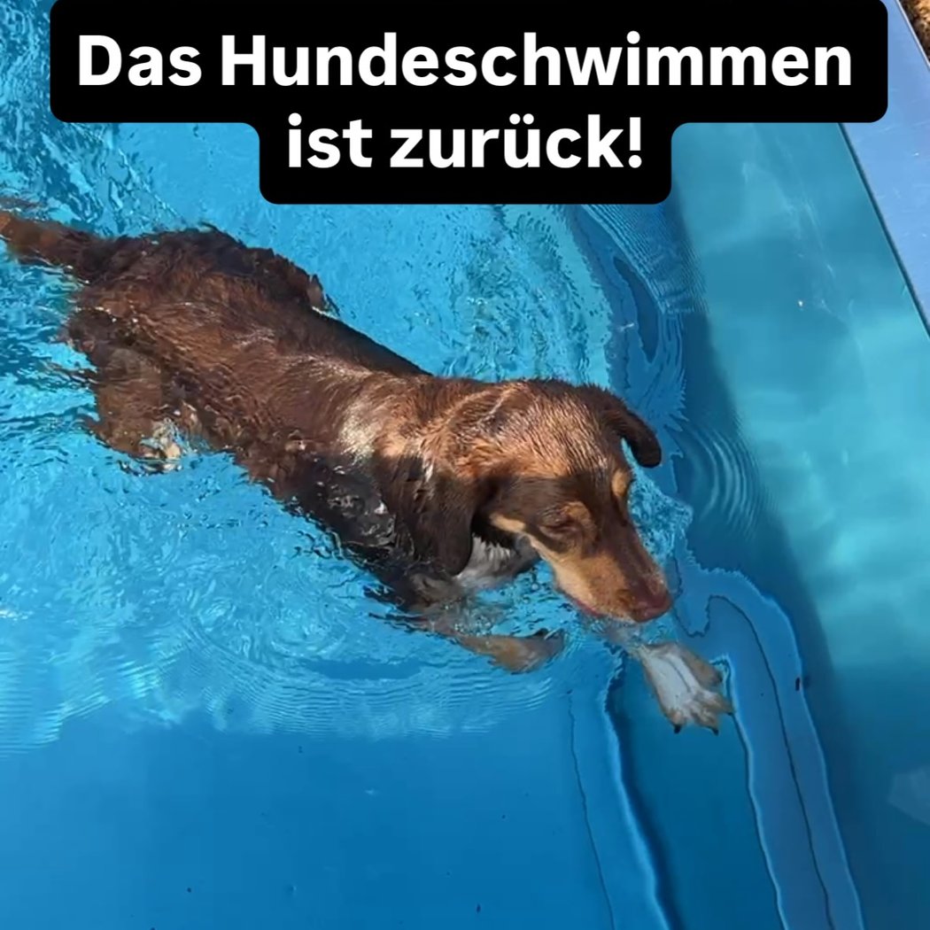 Hundeschwimmen 1