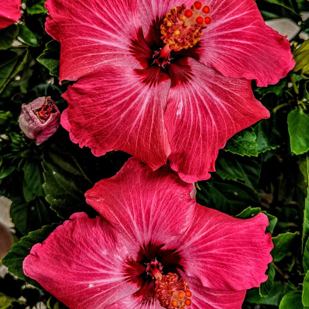 Wellesley College Botanic Gardens 1