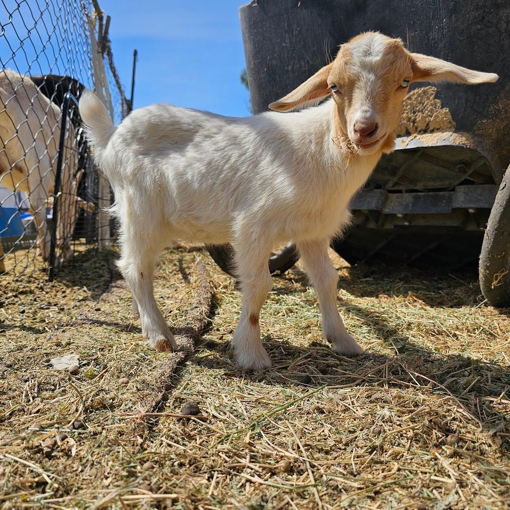 Rancho Los Fonseca 3