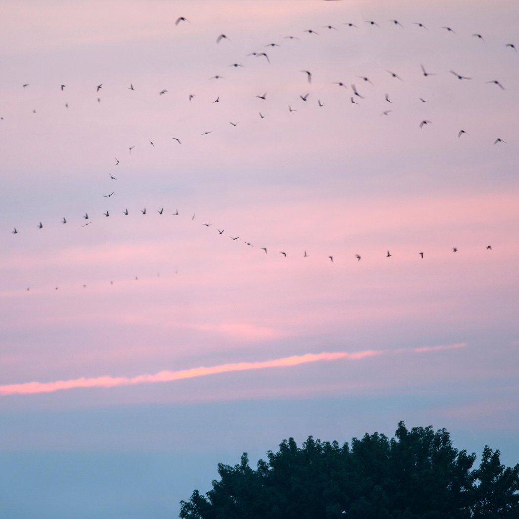 Sunset Swifts 2
