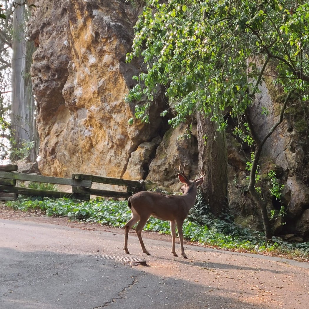 Remillard Park 1