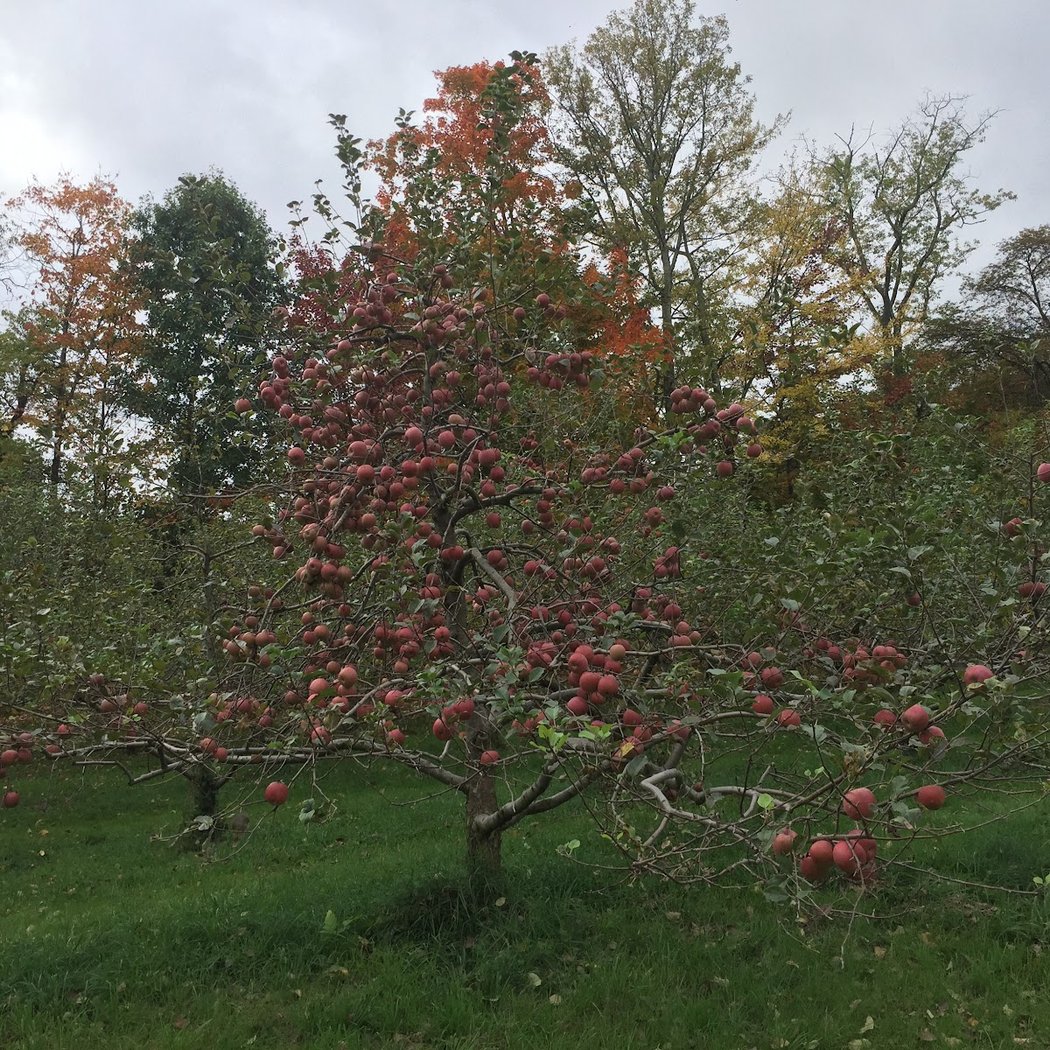 Wightman Fruit Farm 3