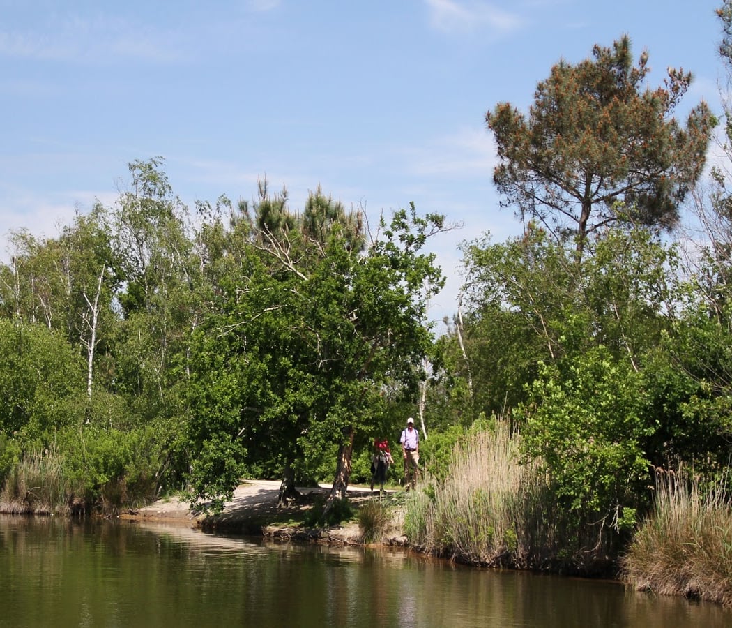 Réserve Ornithologique Du Teich 2