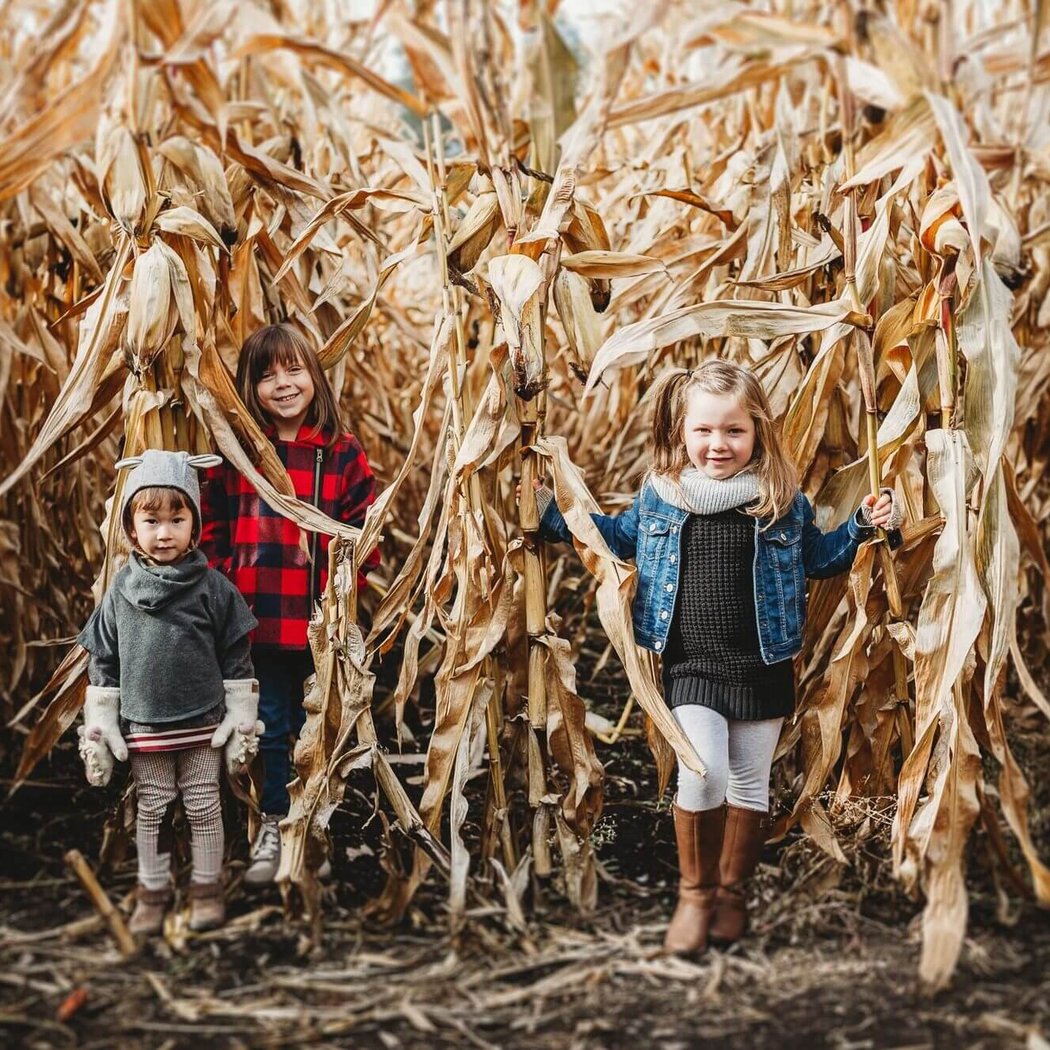 Corn Maze at Broemmelsiek Park 2