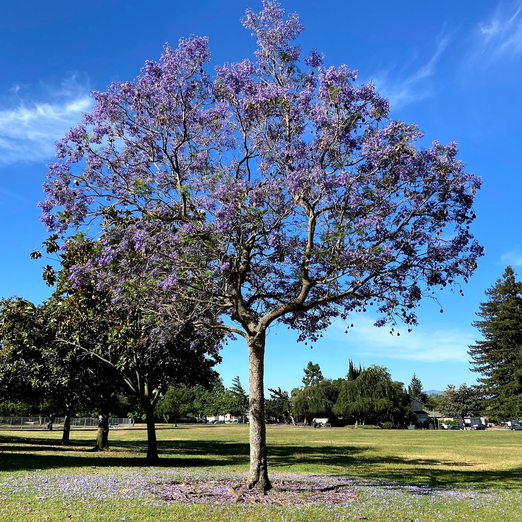 Ben Rogers Park 1