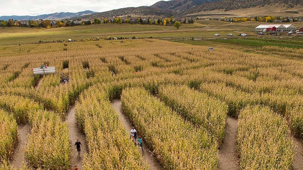Corn Maze at Chatfield Farms 3