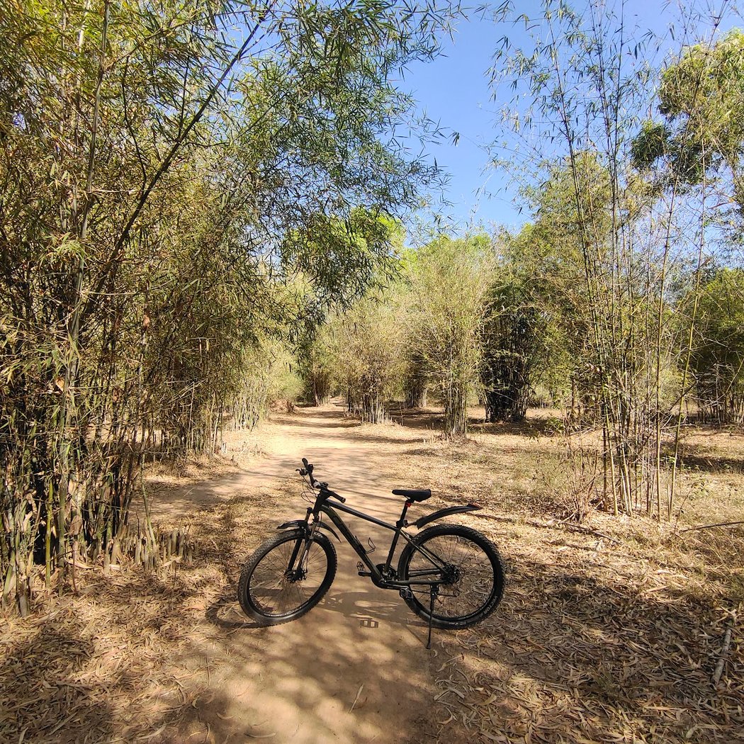 Hennur Bamboo Forest 3