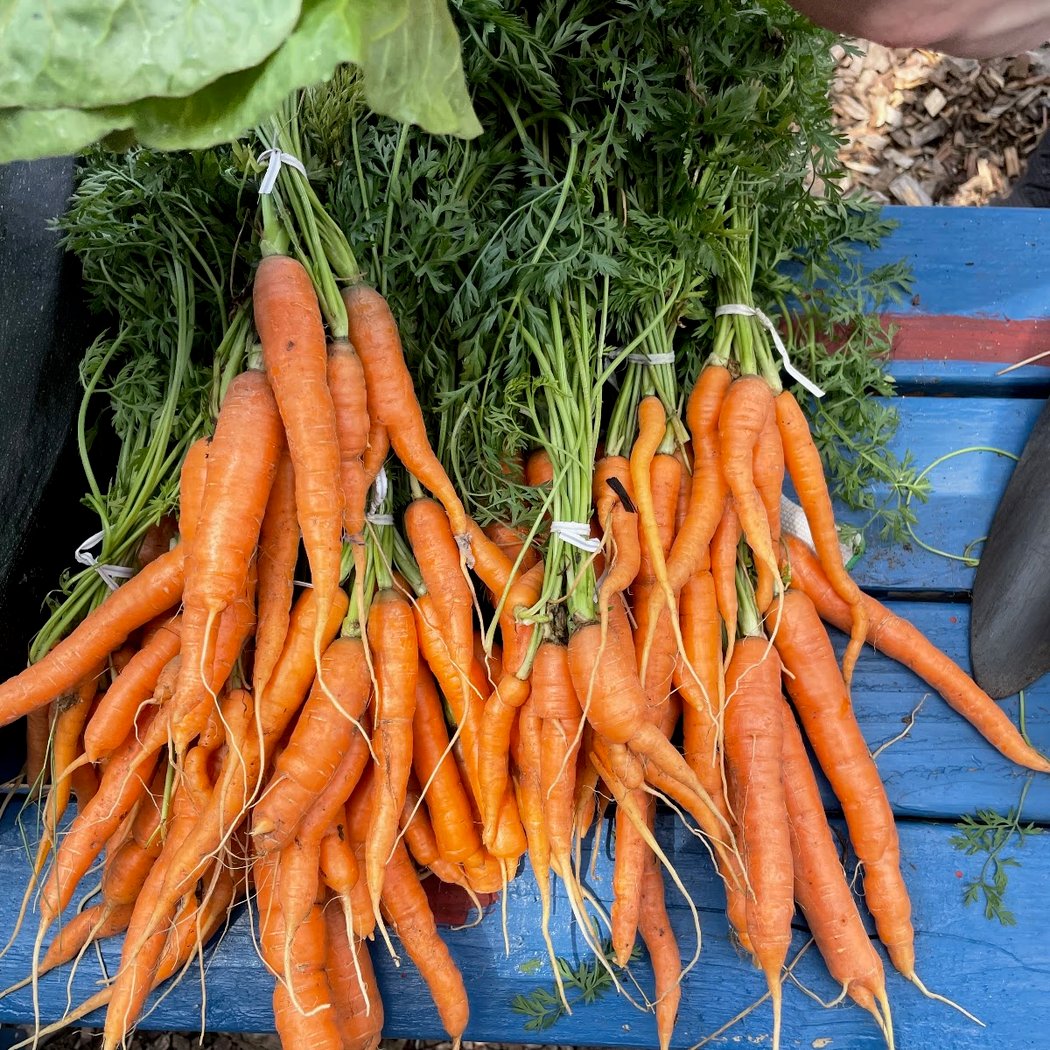 McCarren Park Demonstration Garden 2