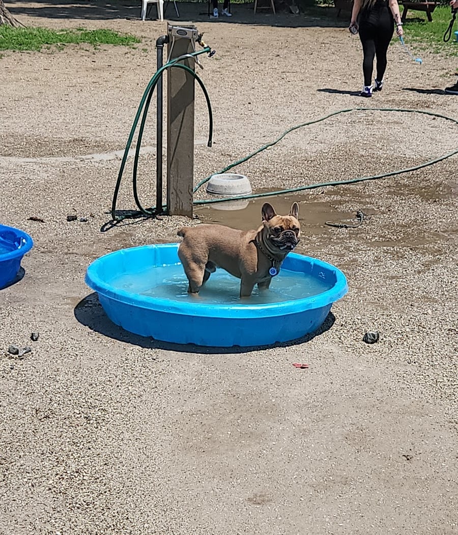 Dyker Beach Dog Run 3