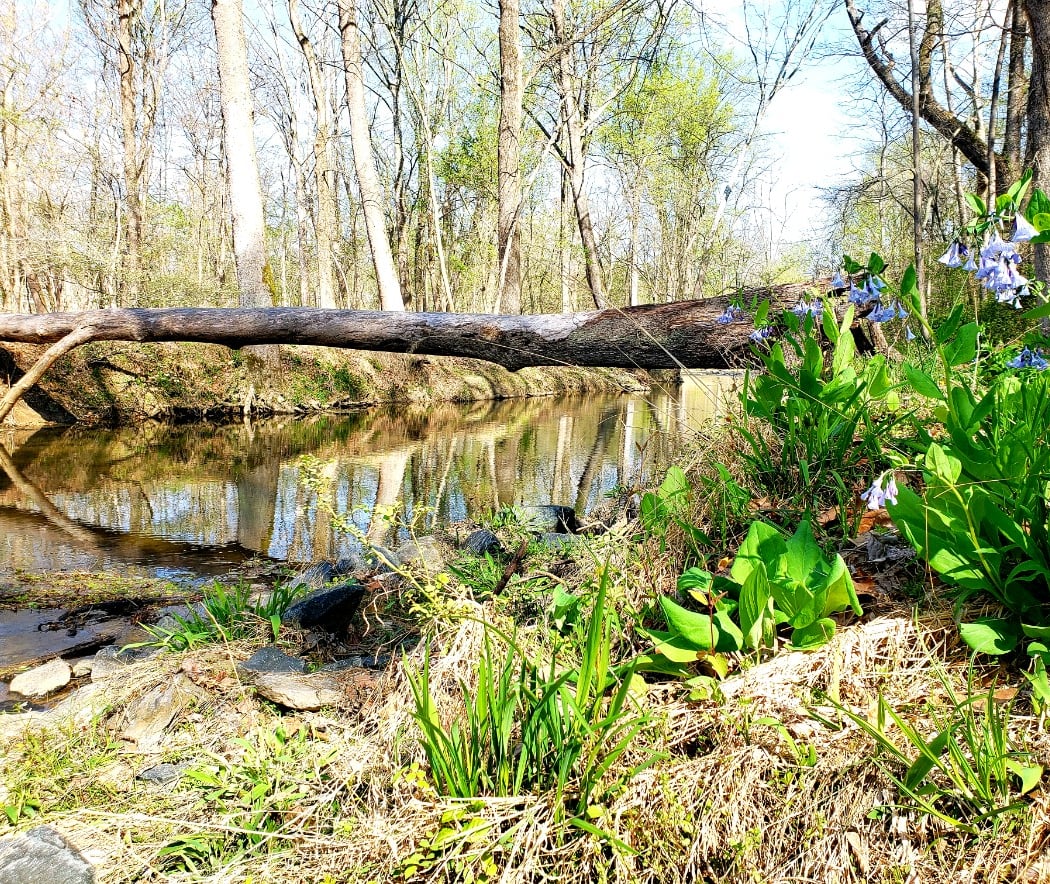 Northwest Branch Stream Valley Park Cleanup 1