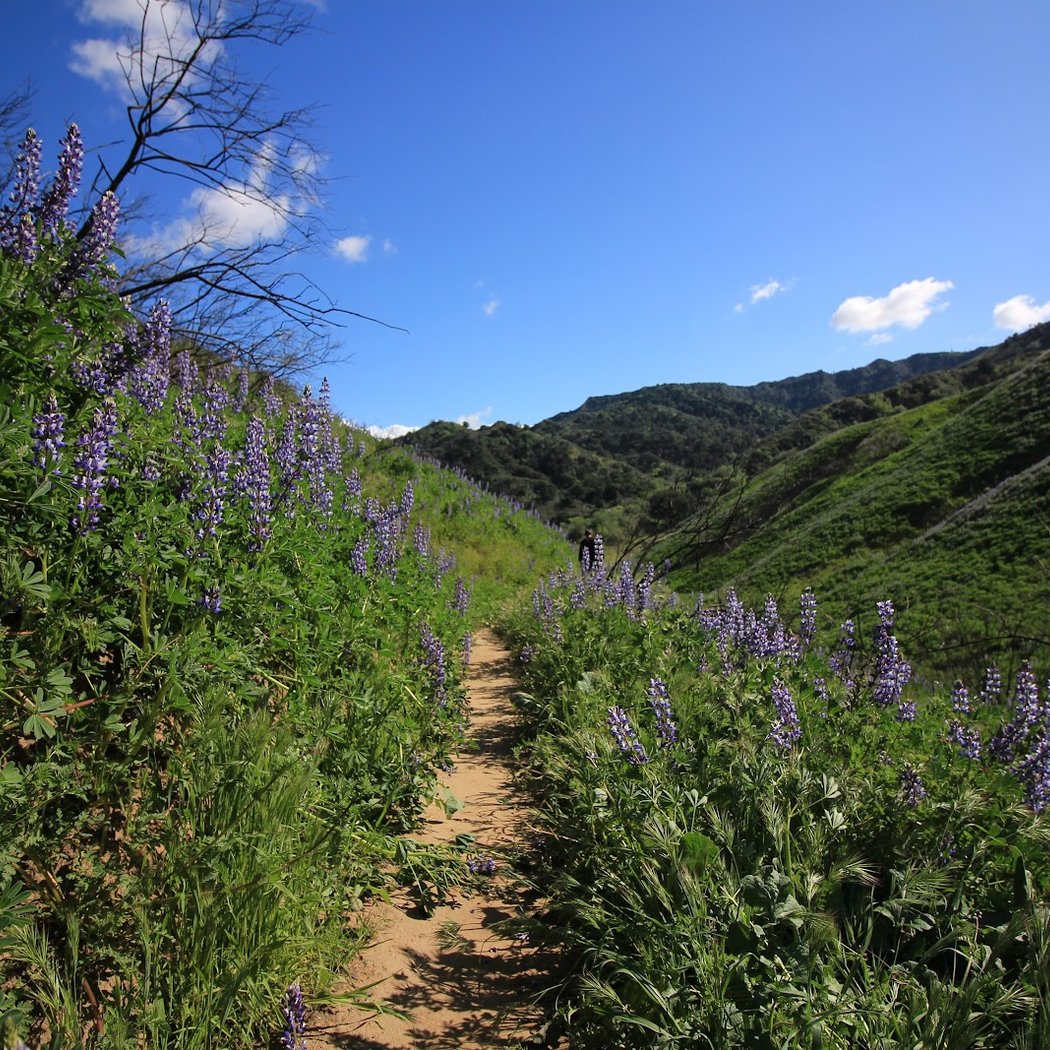 Towsley Canyon Park 1